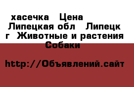 хасечка › Цена ­ 8 000 - Липецкая обл., Липецк г. Животные и растения » Собаки   